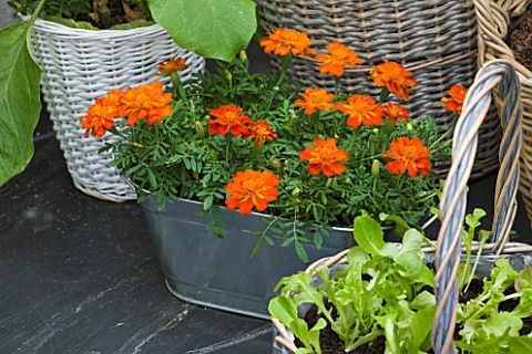 DESIGNER_CLARE_MATTHEWS__CONSERVATORY_WITH_METAL_CONTAINER_PLANTED_WITH_ORANGE_CALENDULAS
