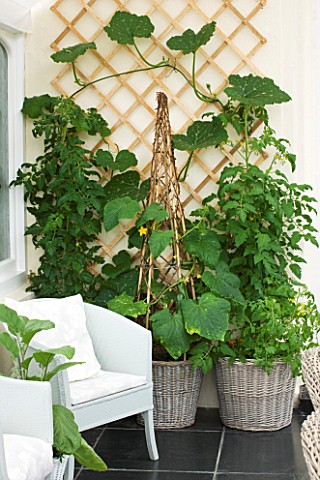 DESIGNER_CLARE_MATTHEWS__CONSERVATORY_WITH_WICKER_BASKETS_CONTAINERS_PLANTED_WITH_TOMATOES_AND_CUCUM