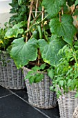 DESIGNER CLARE MATTHEWS - CONSERVATORY WITH WICKER BASKETS/ CONTAINERS PLANTED WITH TOMATOES AND CUCUMBERS