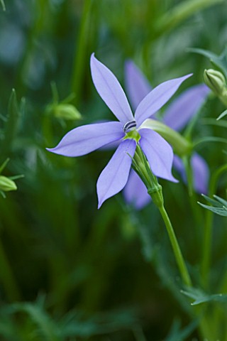 DESIGNER_CLARE_MATTHEWS__CLOSE_UP_OF_THE_BLUE_FLOWER_OF_ISOTOMA_AXILLARIS