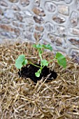 DESIGNER CLARE MATTHEWS - GROWING STRAWBERRIES AND NASTURTIUMS IN A STRAW BALE: ADD A HANDFUL OF MULTI-PURPOSE COMPOST TO EACH HOLE AND PUSH THE YOUNG PLANTS INTO THE HOLES
