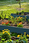 DESIGNER CLARE MATTHEWS: THE FRUIT AND VEGETABLE GARDEN IN DEVON. RAISED  BLUE PAINTED WOODEN BEDS PLANTED WITH NASTURTIUMS AND BLACKCURRANTS