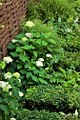 DESIGNER CHARLOTTE ROWE  LONDON: BORDER BY WICKER FENCE WITH WHITE HYDRANGEA. BOX, BUXUS, GREEN, SHADY, SHADE, SMALL, TOWN, CITY, GARDEN, FENCING