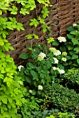 DESIGNER CHARLOTTE ROWE  LONDON: BORDER BY WICKER FENCE WITH WHITE HYDRANGEA. BOX, BUXUS, GREEN, SHADY, SHADE, SMALL, TOWN, CITY, GARDEN, FENCING, GOLDEN, HOP