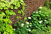 DESIGNER CHARLOTTE ROWE  LONDON: BORDER BY WICKER FENCE WITH WHITE HYDRANGEA. BOX, BUXUS, GREEN, SHADY, SHADE, SMALL, TOWN, CITY, GARDEN, FENCING, GOLDEN, HOP