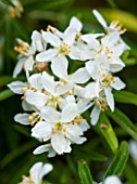 DESIGNER CHARLOTTE ROWE  LONDON: CLOSE UP PLANT PORTRAIT OF THE WHITE FLOWERS OF CHOISYA TERNATA AZTEC PEARL. SHRUB, SUMMER
