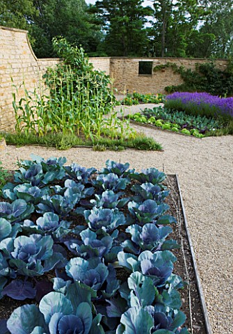 WHATLEY_MANOR__WILTSHIRE_THE_POTAGER_VEGETABLE_GARDEN_WITH_CABBAGES__SWEET_CORN_AND_LAVENDER