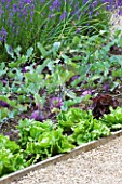 WHATLEY MANOR  WILTSHIRE: THE VEGETABLE GARDEN/ POTAGER WITH LETTUCES AND KOHLRABI