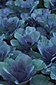 WHATLEY MANOR  WILTSHIRE: CABBAGES IN THE VEGETABLE GARDEN/ POTAGER