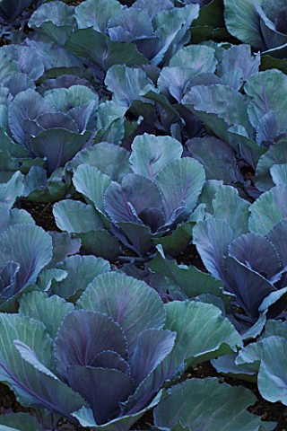 WHATLEY_MANOR__WILTSHIRE_CABBAGES_IN_THE_VEGETABLE_GARDEN_POTAGER