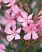 SMALL TOWN GARDEN  LONDON. DESIGNER - ANA SANCHEZ - MARTIN  OF GERMINATE DESIGN - CLOSE UP OF THE PINK FLOWERS OF OLEANDER