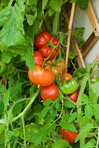 DESIGNER_CLARE_MATTHEWS_TOMATOES_GROWING_IN_CONSERVATORY