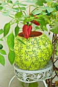 DESIGNER CLARE MATTHEWS: YELLOW CONTAINER PLANTED WITH RED PEPPERS IN CONSERVATORY
