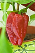 DESIGNER CLARE MATTHEWS: CLOSE UP OF RED PEPPER IN CONSERVATORY