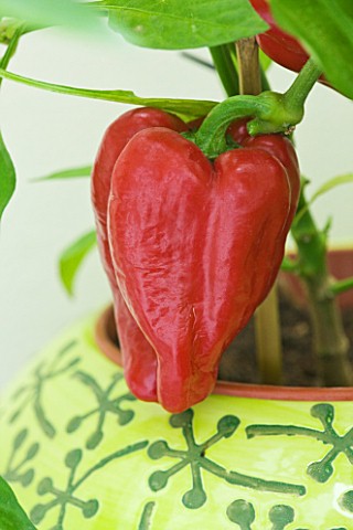 DESIGNER_CLARE_MATTHEWS_CLOSE_UP_OF_RED_PEPPER_IN_CONSERVATORY