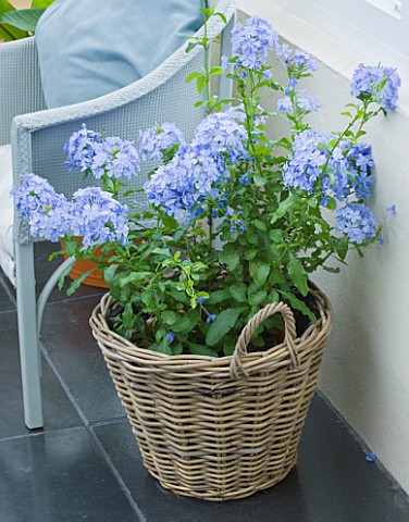 DESIGNER_CLARE_MATTHEWS_BLUE_FLOWERS_OF_PLUMBAGO__LEADWORT__PLANTED_IN_A_WICKER_CONTAINER_IN_CONSERV