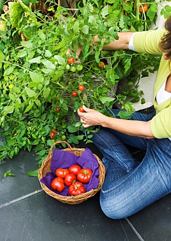DESIGNER_CLARE_MATTHEWS_CLARE_HARVESTING_TOMATOES_IN_HER_CONSERVATORY