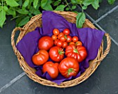 DESIGNER CLARE MATTHEWS: FRESHLY PICKED TOMATOES FROM THE CONSERVATORY  IN A BASKET