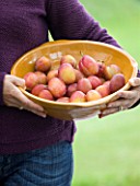 DESIGNER CLARE MATTHEWS: CLARE HOLDING A BOWL FILLED WITH FRESHLY PICKED VICTORIA PLUMS