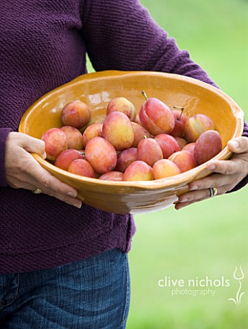 DESIGNER_CLARE_MATTHEWS_CLARE_HOLDING_A_BOWL_FILLED_WITH_FRESHLY_PICKED_VICTORIA_PLUMS
