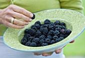DESIGNER CLARE MATTHEWS: CLARE HOLDING A BOWL FILLED WITH FRESHLY PICKED BLACKBERRIES