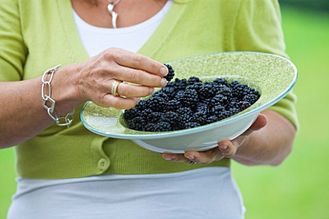 DESIGNER_CLARE_MATTHEWS_CLARE_HOLDING_A_BOWL_FILLED_WITH_FRESHLY_PICKED_BLACKBERRIES