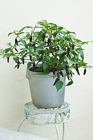 DESIGNER_CLARE_MATTHEWS_METAL_CONTAINER_IN_CONSERVATORY_PLANTED_WITH_BLACK_CHILLI_PEPPERS