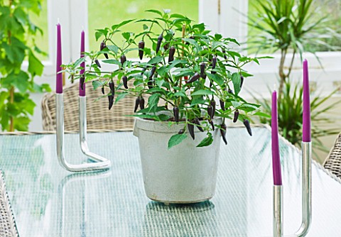 DESIGNER_CLARE_MATTHEWS_METAL_CONTAINER_IN_CONSERVATORY_PLANTED_WITH_BLACK_CHILLI_PEPPERS_ON_GLASS_T