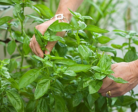 DESIGNER_CLARE_MATTHEWS_CLARE_PICKING_BASIL_LEAVES_IN_HER_CONSERVATORY