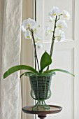 DESIGNER CLARE MATTHEWS: HOUSEPLANT - WHITE PHALAENOPSIS ORCHID IN GREEN METAL CONTAINER IN LIVING ROOM