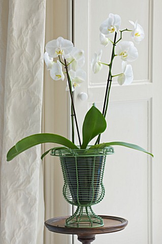 DESIGNER_CLARE_MATTHEWS_HOUSEPLANT__WHITE_PHALAENOPSIS_ORCHID_IN_GREEN_METAL_CONTAINER_IN_LIVING_ROO