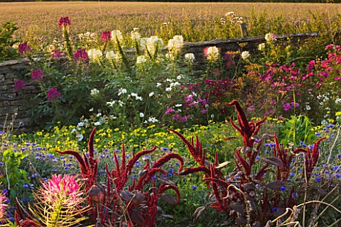WHATLEY_MANOR__WILTSHIRE_VIEW_OF_WILTSHIRE_COUNTRYSIDE_WITH_FLOWERS_FOR_BEES_AND_BUTTERFLIES__CLEOME