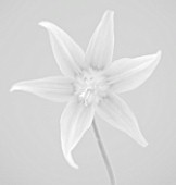 BLACK AND WHITE CLOSE UP IMAGE OF THE FLOWER OF ERYTHRONIUM KONDO