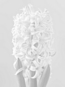 BLACK AND WHITE CLOSE UP IMAGE OF THE FLOWER OF HYACINTH ORIENTALIS PINK PEARL