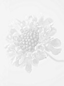 BLACK AND WHITE CLOSE UP IMAGE OF THE FLOWER OF SCABIOSA ATROPURPUREA CHILLI PEPPER