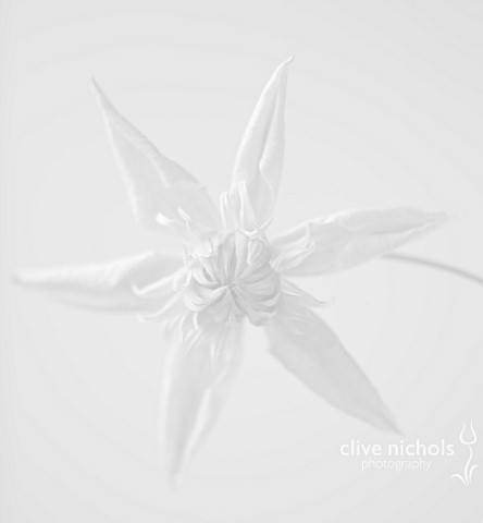 BLACK_AND_WHITE_CLOSE_UP_IMAGE_OF_RAYMOND_EVISON_CLEMATIS__CLEMATIS_PEPPERMINT
