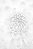 BLACK AND WHITE CLOSE UP IMAGE OF THE FLOWER OF DAHLIA AUDACITY (MEDIUM FLOWERED DECORATIVE)