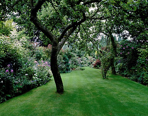 THE_GARDEN_AND_WELLKEPT_LAWN_FROM_THE_REAR_OF_THE_HOUSE_WITH_OLD_BRAMLEY_APPLE_TREES_DESIGNER_MALLEY