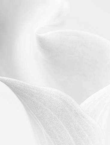 BLACK_AND_WHITE_CLOSE_UP_IMAGE_OF_AN_ARUM_LILY
