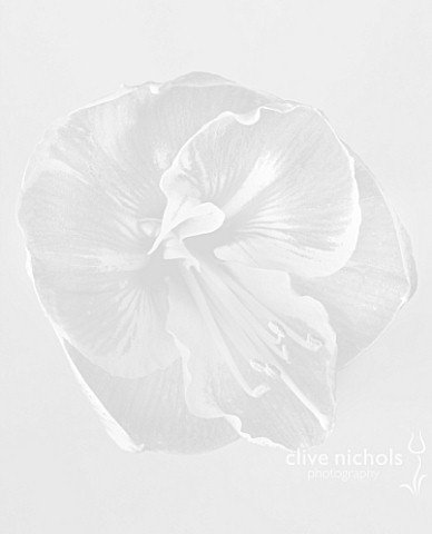 BLACK_AND_WHITE_CLOSE_UP_IMAGE_OF_THE_FLOWER_OF_AMARYLLIS_HIPPEASTRUM_PRELUDE