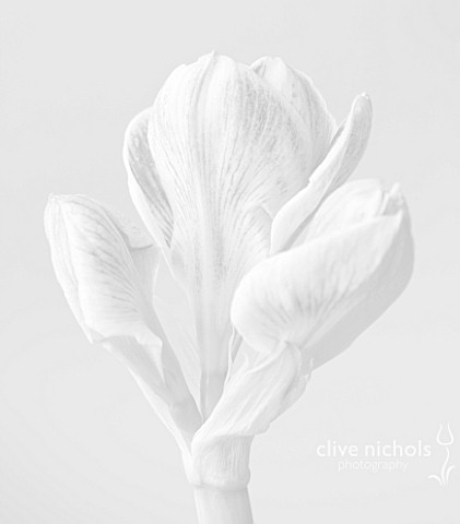 BLACK_AND_WHITE_CLOSE_UP_IMAGE_OF_THE_EMERGING_FLOWER_OF_AMARYLLIS_PRELUDE__HIPPEASTRUM__BULBS