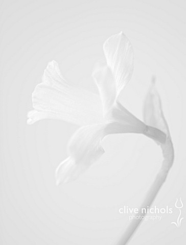 BLACK_AND_WHITE_CLOSE_UP_IMAGE_OF_THE_FLOWER_OF_NARCISSUS_W_P_MILNER_DAFFODIL