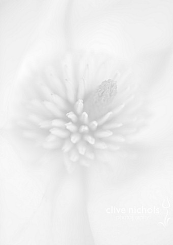BLACK_AND_WHITE_CLOSE_UP_IMAGE_OF_THE_FLOWER_MAGNOLIA_CAMPBELLII_DARJEELING_X_CYLINDRICA