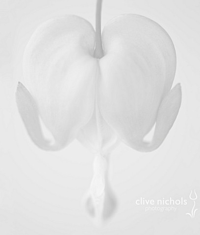 BLACK_AND_WHITE_CLOSE_UP_IMAGE_OF_DICENTRA_SPECTABILIS__THE_BLEEDING_HEART