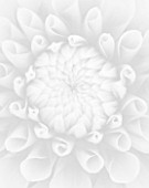 BLACK AND WHITE CLOSE UP IMAGE OF DAHLIA TIPTOE (MINIATURE FLOWERED DECORATIVE)