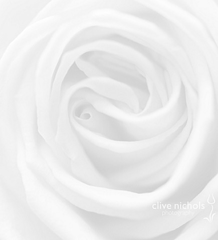 BLACK_AND_WHITE_CLOSE_UP_IMAGE_OF_A_ROSE_PATTERN