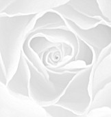 BLACK AND WHITE CLOSE UP IMAGE OF A ROSE. PATTERN