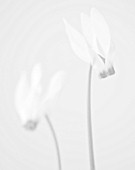 BLACK AND WHITE CLOSE UP IMAGE OF CYCLAMEN PERSICUM