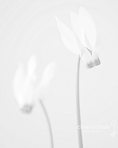 BLACK_AND_WHITE_CLOSE_UP_IMAGE_OF_CYCLAMEN_PERSICUM