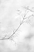 BLACK AND WHITE CLOSE UP IMAGE OF SPRING LEAVES OF ACER PALMATUM BENI-TSUKASA